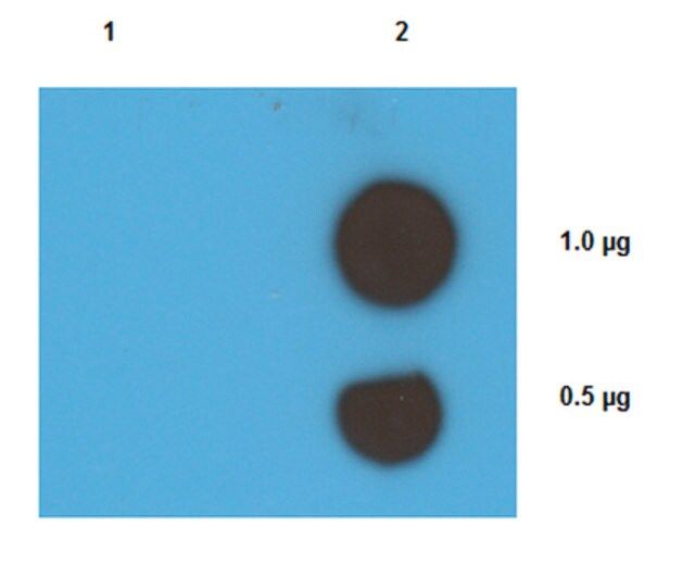 Anti-Cisplatin DNA Adducts Antibody, clone ICR4