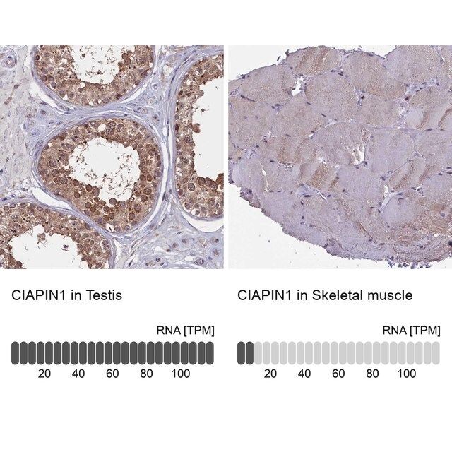 Anti-CIAPIN1 antibody produced in rabbit