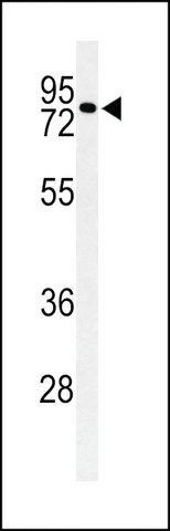 ANTI-CIRH1A(N-TERMINAL) antibody produced in rabbit