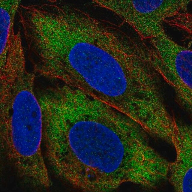 Anti-CIT antibody produced in rabbit