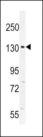 ANTI-CIC (N-TERM) antibody produced in rabbit