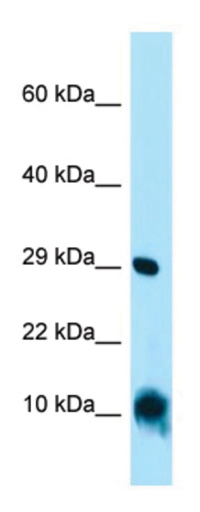 Anti-CISD1 (C-terminal) antibody produced in rabbit