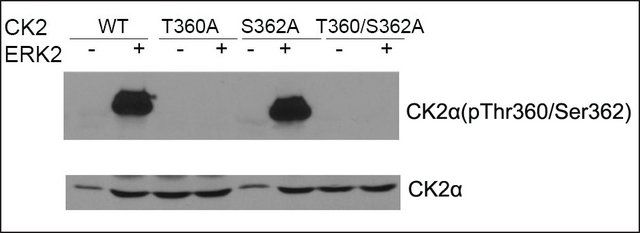 Anti-CK2 antibody produced in rabbit