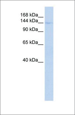 Anti-CIITA antibody produced in rabbit