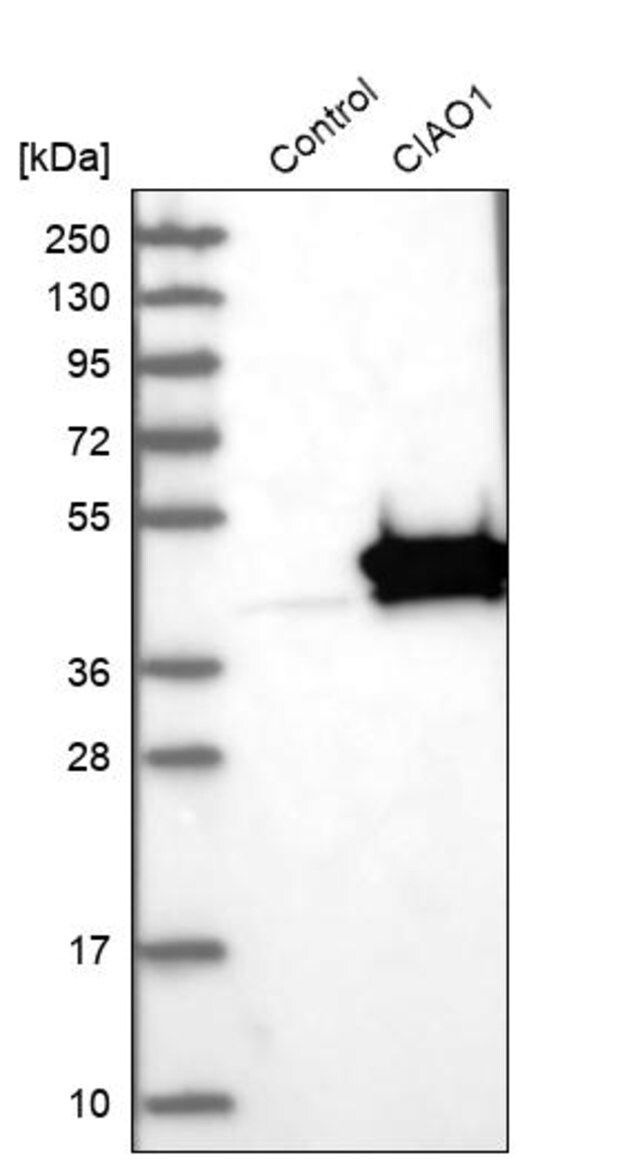 Anti-CIAO1 antibody produced in rabbit