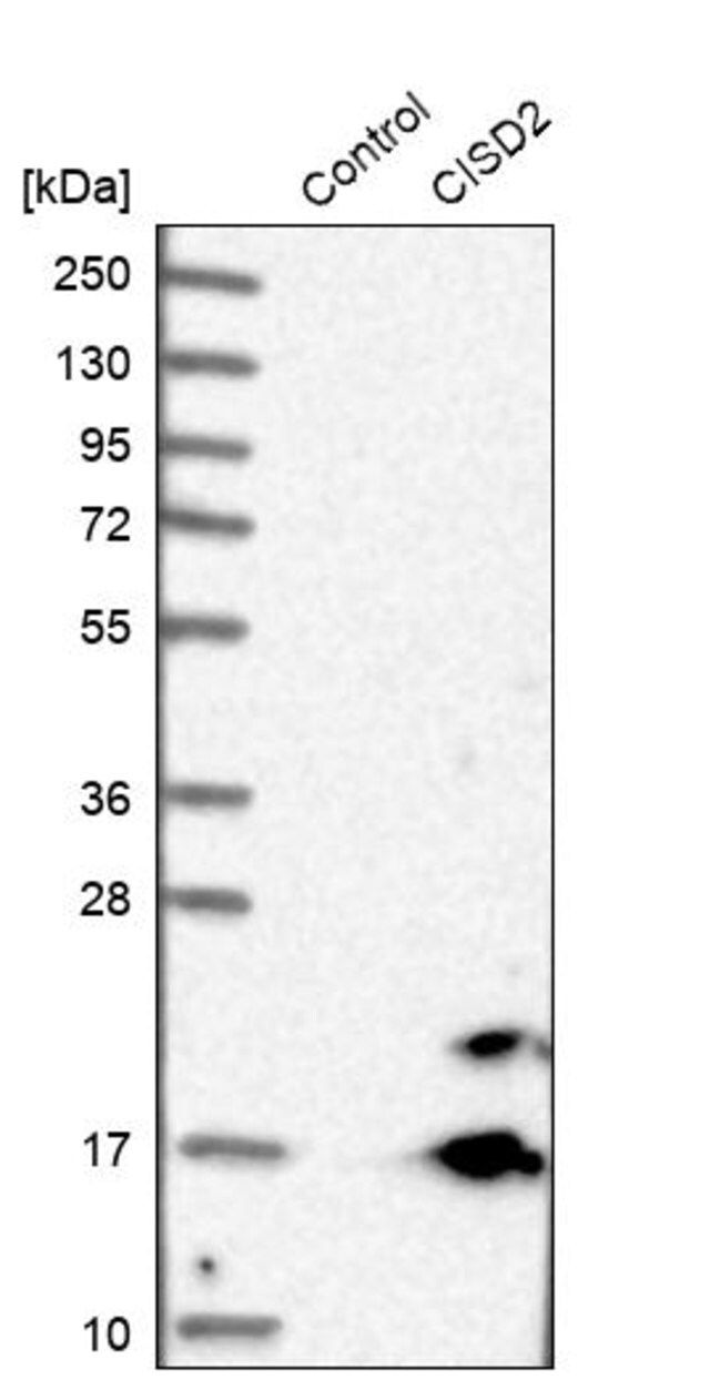 Anti-CISD2 antibody produced in rabbit