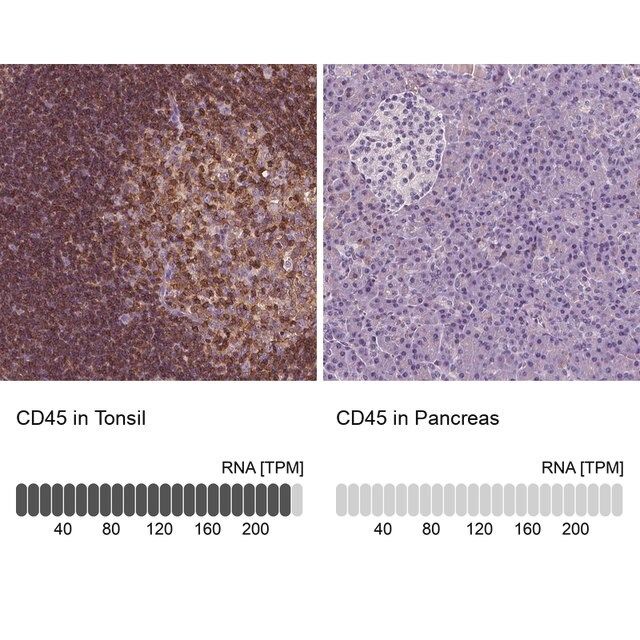 Anti-CD45 antibody produced in rabbit