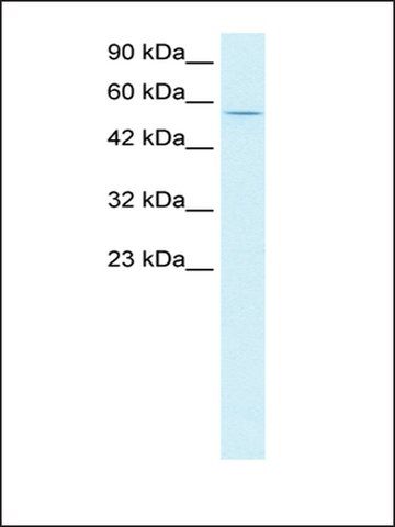 Anti-CCNL1 antibody produced in rabbit