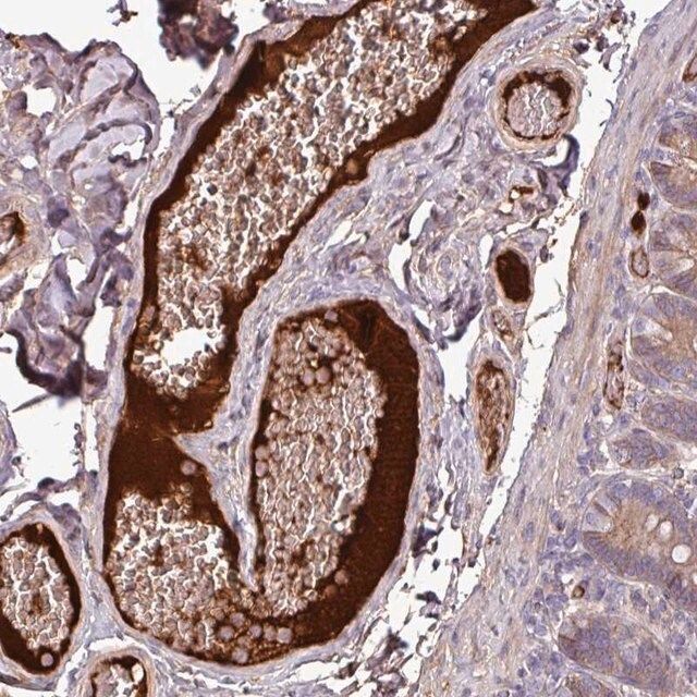 Anti-C4A antibody produced in rabbit