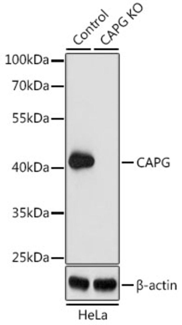 Anti-CAPG antibody produced in rabbit