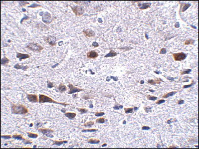 Anti-BORA antibody produced in rabbit