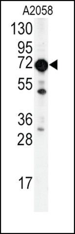 Anti-BPIL2 (N-term) antibody produced in rabbit