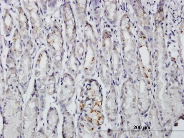 Anti-BAG4 antibody produced in mouse