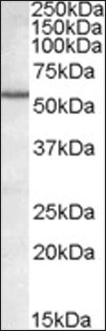 Anti-BAG5 antibody produced in goat