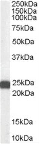 Anti-BAG2 antibody produced in goat