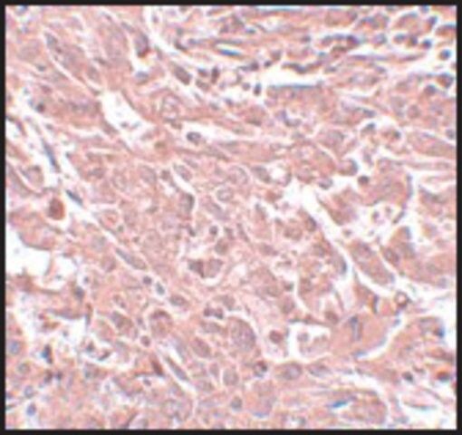 Anti-BCAS4 antibody produced in rabbit