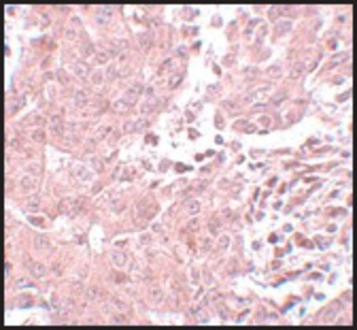 Anti-BCAS3 antibody produced in rabbit