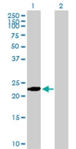 Anti-BIN3 antibody produced in mouse