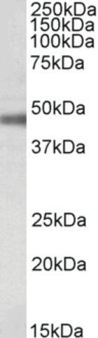 Anti-ATP1B1 antibody produced in goat