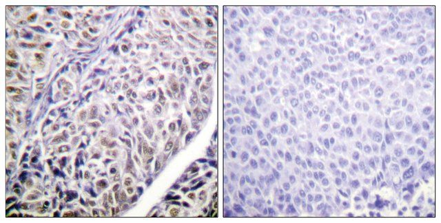 Anti-AURB antibody produced in rabbit