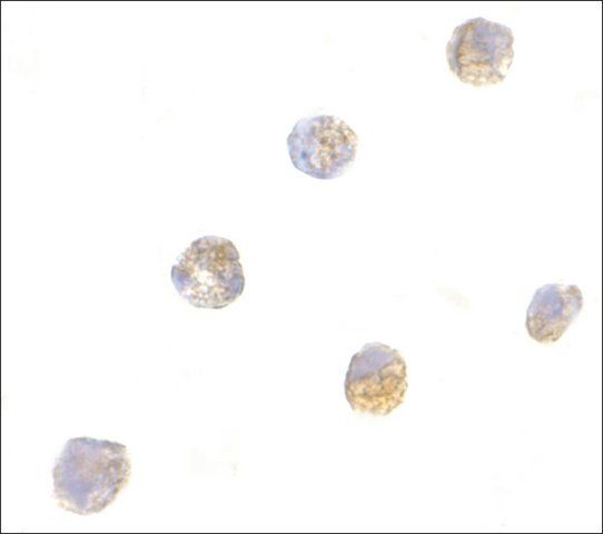 Anti-ASC antibody produced in rabbit