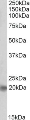 Anti-Ascl3 antibody produced in goat