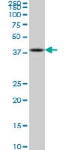 ANTI-ASCL1 antibody produced in mouse