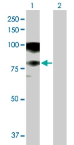 Anti-ASCC2 antibody produced in mouse