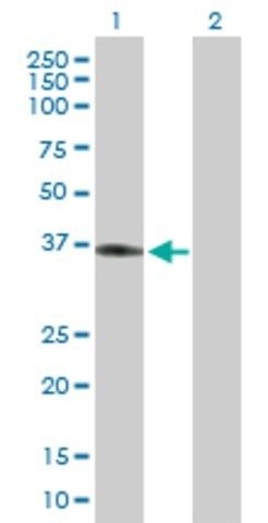 Anti-APOL2 antibody produced in mouse