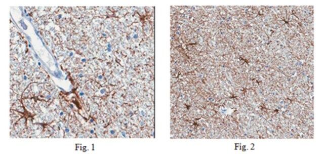 Anti-ARC Antibody, clone 6F9.1