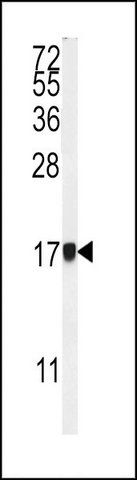 ANTI-AP1S1 (N-TERM) antibody produced in rabbit