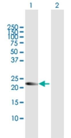 Anti-AMN1 antibody produced in mouse