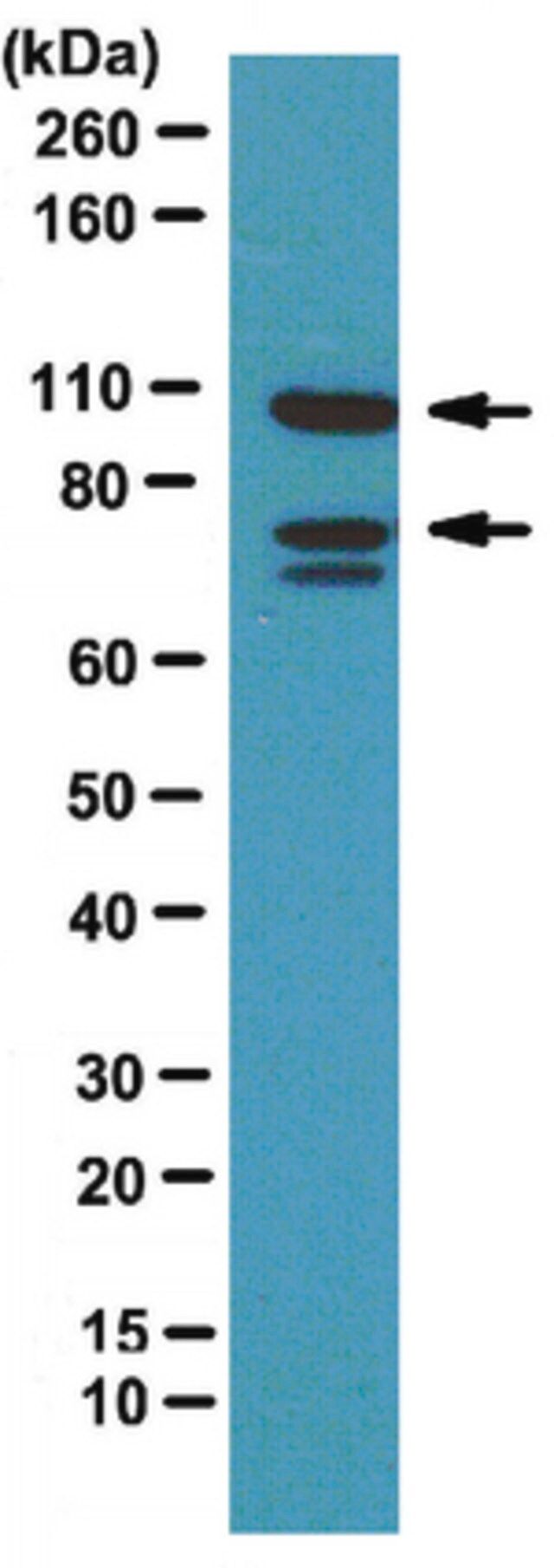 Anti-Amphiphysin II Antibody