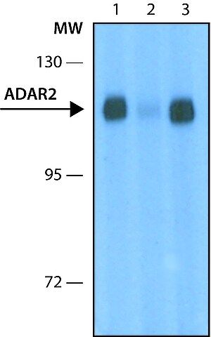 Anti-ADAR2 antibody, Mouse monoclonal