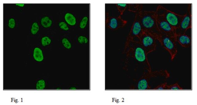 Anti-ADAR2 Antibody, clone 2D1.1