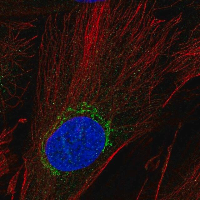 Anti-ADAMTSL5 antibody produced in rabbit