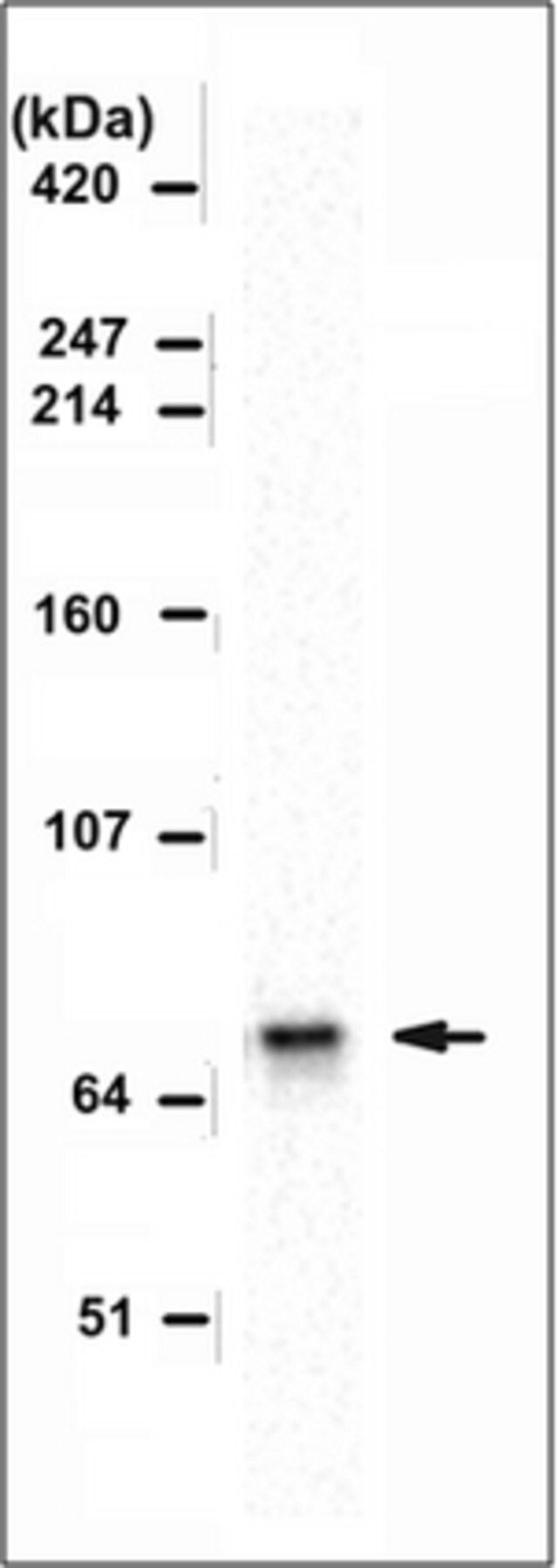 Anti-ADAR2 Antibody, clone 1.3.1