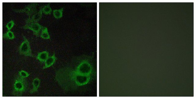 Anti-ADORA3 antibody produced in rabbit