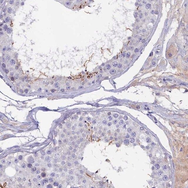 Anti-ADGRA1 antibody produced in rabbit