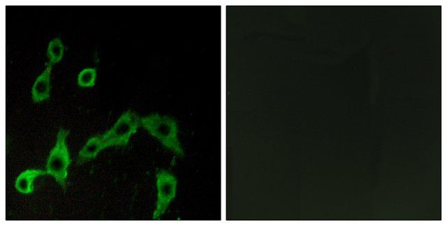 Anti-ADRA2A antibody produced in rabbit