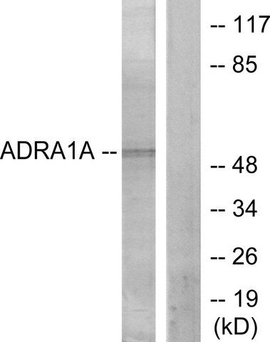 Anti-ADRA1A antibody produced in rabbit