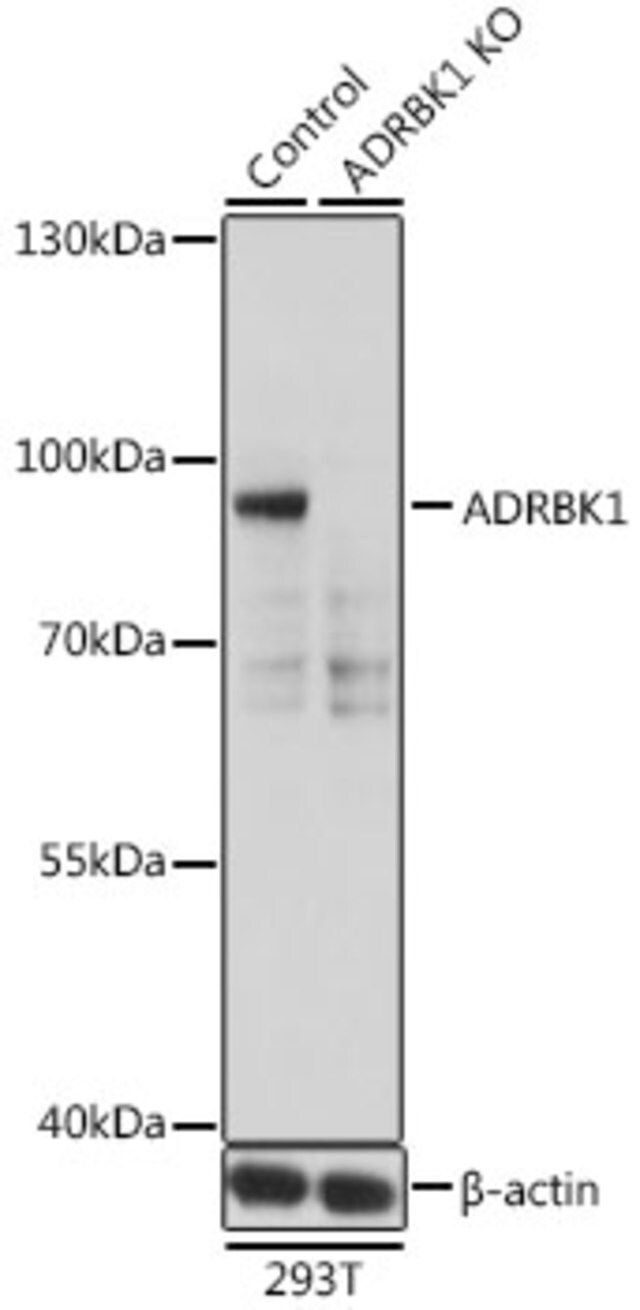 Anti-ADRBK1 antibody produced in rabbit