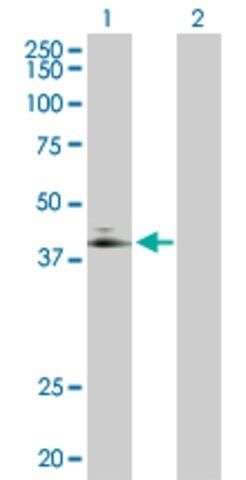 Anti-ADORA2A antibody produced in rabbit