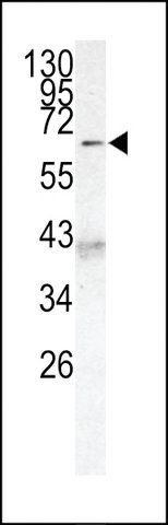 ANTI-AF9 (MLLT3) (C-TERM K486) antibody produced in rabbit