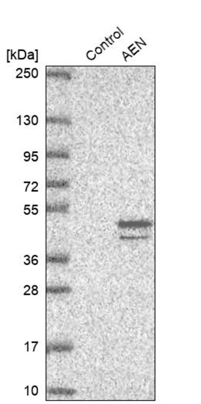 Anti-AEN antibody produced in rabbit