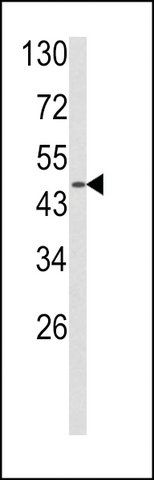 ANTI-ADRA2B (CENTER) antibody produced in rabbit