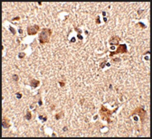 Anti-AIPL1 (ab2) antibody produced in rabbit