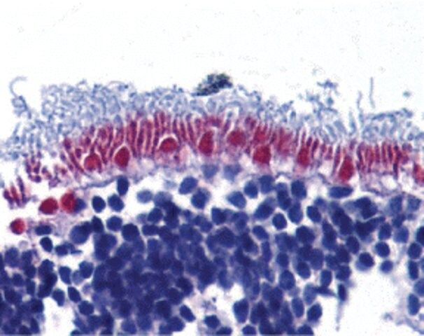 Anti-AIF antibody produced in rabbit