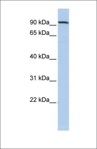 Anti-AHRR antibody produced in rabbit