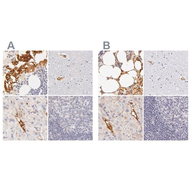 Anti-AHSG antibody produced in rabbit